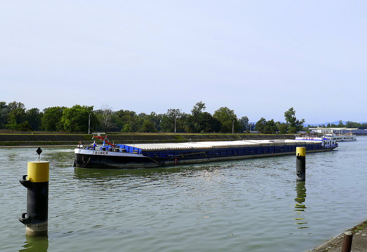 GMS Tauber, rheinaufwärts vor der Schleuse Vogelgrün/Elsaß, L=105m, Tonnage 2085t, 1200PS, Baujahr 1959, gemeldet in Stockstadt/Main, Sept.2024