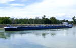 TMS Veerman, rheinaufwärts in Wartestellung vor der Schleuse Vogelgrün/Elsaß, L=110m, Tonnage 3240t, 1700PS, Baujahr 2008, Heimat Niederlande, Aug.2024