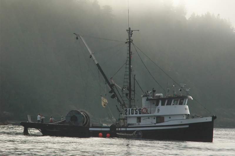 Wildlachsfischer im Alberni Inlet